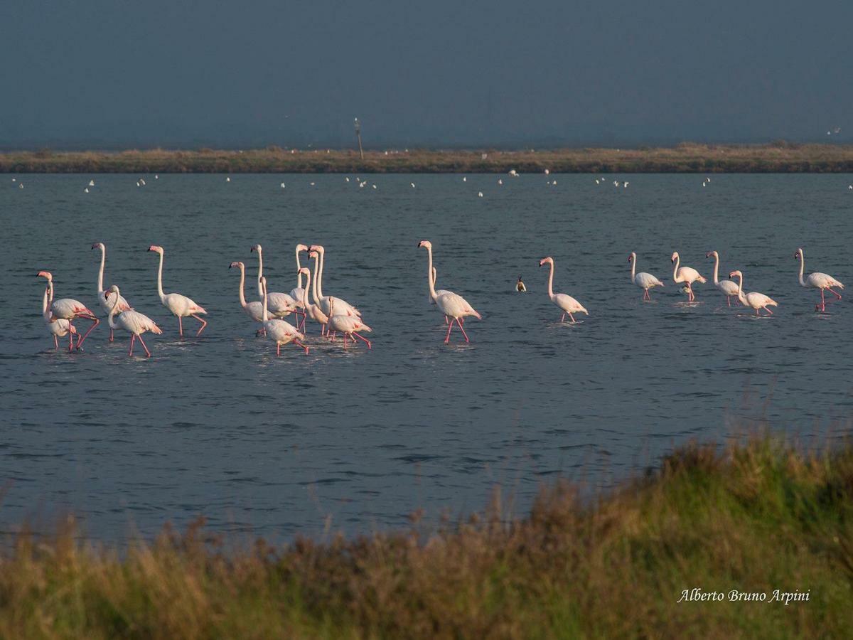 Cervia Marina Suite Buitenkant foto